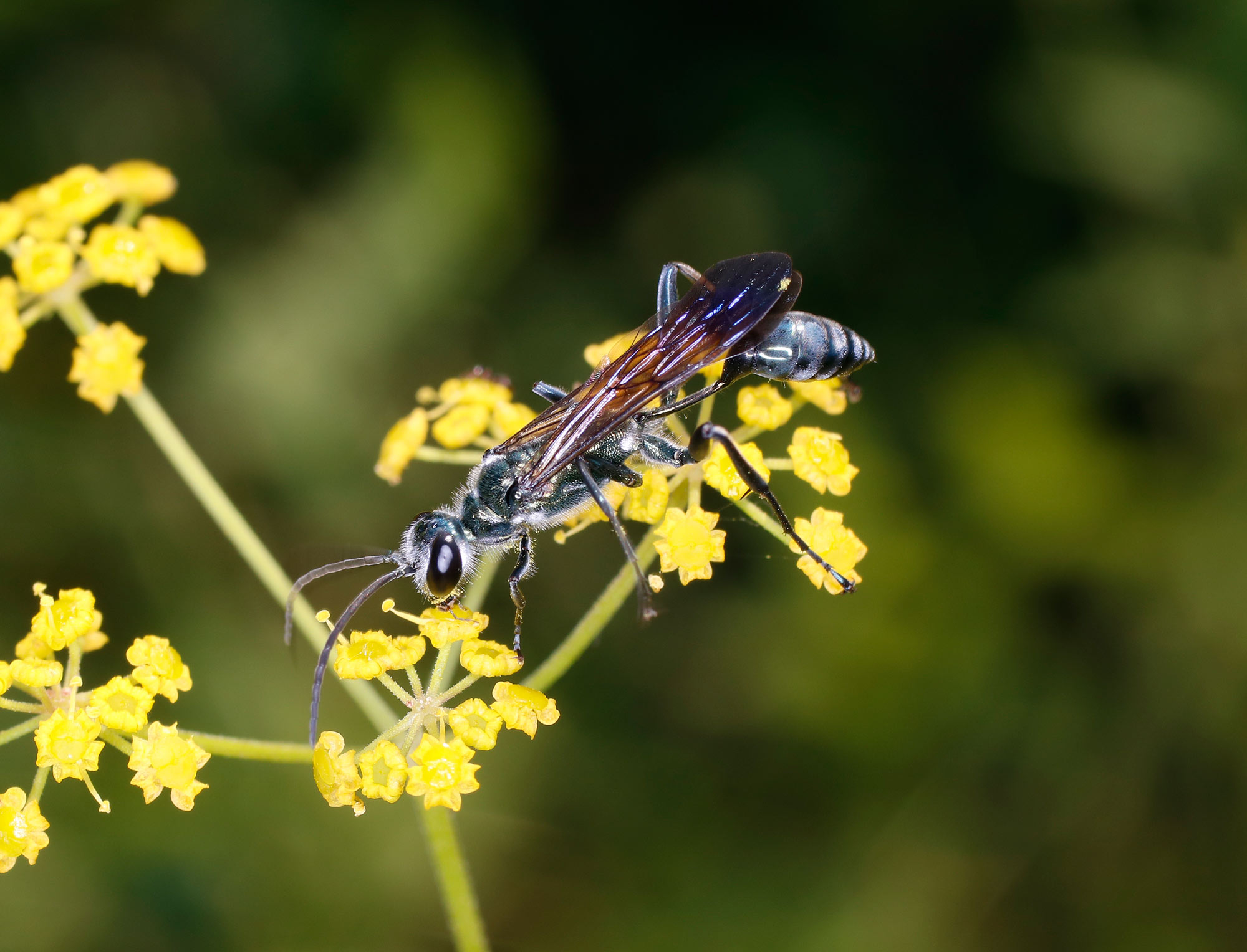 Quale Chalybion? Chalybion sp.